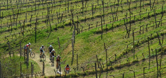 Chyst se bikov e mezi vinicemi v Langenlois
