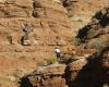 Red Bull Rampage the Evolution 2008, Virgin - Utah, USA - Cameron McCaul, Gaspi to��, foto: Pavel Mikez