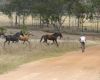 Crocodile Trophy 2008 - 3. etapa: Ond�ej Fojt�k