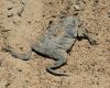 Crocodile Trophy 2008 - 3. etapa: ��bo z vody nelez...