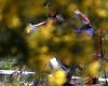 Mistrovstv� sv�ta MTB XCO �eny 2009 - Canberra /AUS/ - Willow Koerber