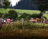 �umavsk� maraton �esk� spo�itelny 2010