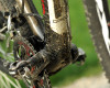 Gary Fisher SuperFly 100