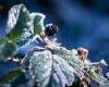 ledov� ob�erstven�
