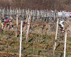 Fotogalerie: Kamptal Klassik Trophy 2012