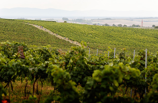 Zvlněná krajina vinic na česko-rakouském pomezí