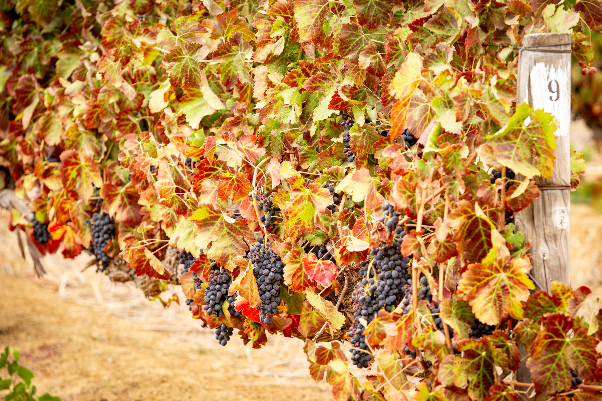 Cape Epic 2025: ppravy, registrace, media day