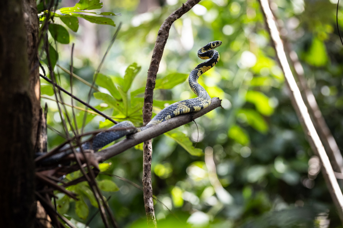 Svtov pohr XCO #2 2025 - Arax