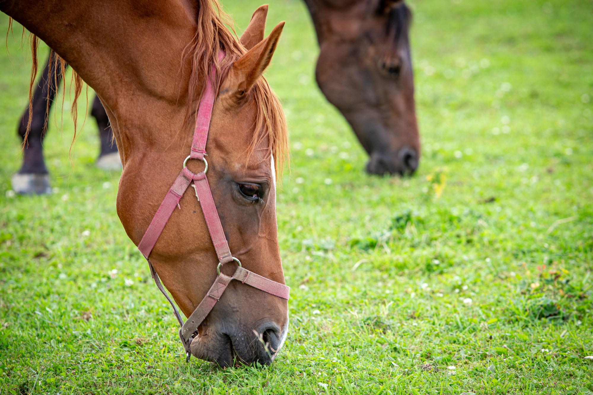 Hlinsko 2025 - ekn na zvoky u Herlce